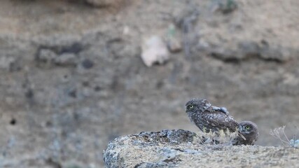 A young and adult little owl Athene noctua in its natural habitat. slow motion.