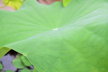 A resilient lotus leaf with ragged edges and holes, showing signs of nature's wear.