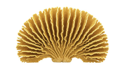 Isolated Delicate Lacy Coral Fungi Sea Fan Shape Organism with Ridges and Grooves Closeup © Ari
