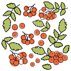 Autumn leaves of maple, oak, and mountain ash. Bright autumn leaves