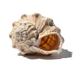 seashell on white background