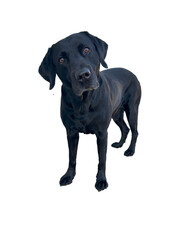 black labrador retriever