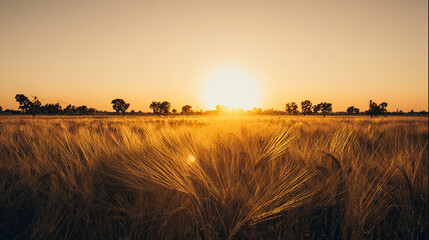 The autumn harvest at sunset