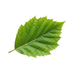 Fototapeta premium Green leaf, foliage, plant, nature, ecology element, botanical illustration