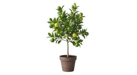 Isolated small lemon tree in pot, beautiful green leaves, organic fruit growing indoors