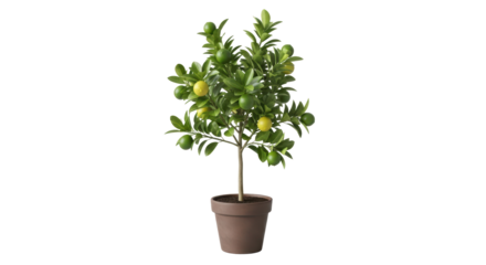 Isolated small lemon tree in pot, beautiful green leaves, organic fruit growing indoors