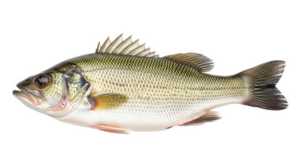 Isolated freshwater fish specimen, close-up view of a healthy freshwater bass, full body