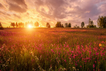 Obraz premium Golden sunset panorama over a lush green meadow filled with vibrant pink flower blooms and a distant tree line for a serene nature background.