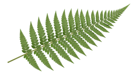 Isolated Fern Leaf, Polypody Family, Green Plant, Botanical Element, Natural Design Object