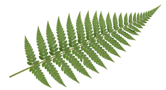 Isolated Fern Leaf, Polypody Family, Green Plant, Botanical Element, Natural Design Object