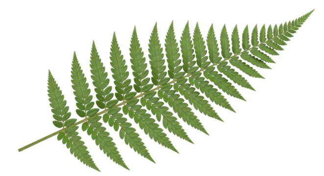 Isolated Fern Leaf, Polypody Family, Green Plant, Botanical Element, Natural Design Object