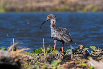 Plumbeous ibis, Bañado La Estrella, Formosa Province, Argentina.