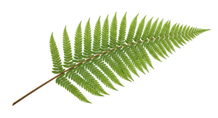 Isolated Fern Frond on Subtle Background, Leafy Plant Branch, Natural Fresh Green © Ari