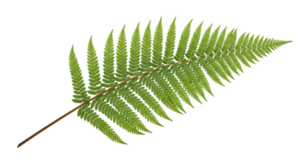 Isolated Fern Frond on Subtle Background, Leafy Plant Branch, Natural Fresh Green