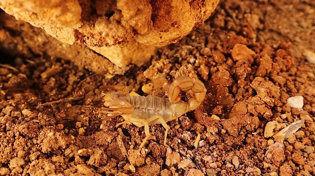 The Palestinian yellow scorpion (Leiurus quinquestriatus), also known as the Deathstalker, hides among rocks in daylight. Its venomous sting makes it one of the most feared desert predators. Wildlife
