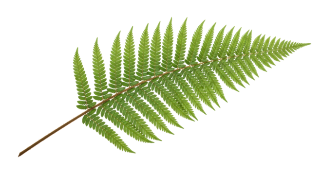Isolated Fern Frond on Subtle Background, Leafy Plant Branch, Natural Fresh Green