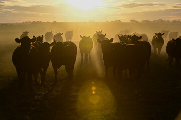 Cattle in the Pampas Countryside, Argentine meat production, La Pampa, Argentina. © foto4440
