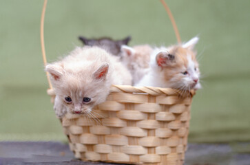 Group of five cute fluffy kittens sleeping and playing in a rustic wicker basket on a wooden table. Soft beige and tabby fur. Adorable baby animals togetherness. Shallow depth of field, natural light.