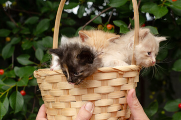 Five cute kittens in a wicker basket surrounded by cherries and cherry tree branches. Spring background, bright natural light.