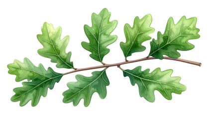 Oak Branch's Watercolor Charm: An exquisite watercolor illustration showcases an oak branch adorned with vibrant green leaves, a symbol of nature's artistry and serene beauty.