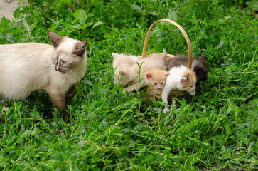 Cat family on green grass. Mother cat watches her kittens in a basket outdoors. Sunshine, nature, and maternal care theme.