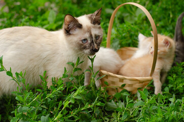 Cat family on green grass. Mother cat watches her kittens in a basket outdoors. Sunshine, nature, and maternal care theme.