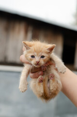 Woman's hand holding a cute peach colored kitten against a backdrop of trees and a building. Low angle view. Outdoor scene, natural light.
