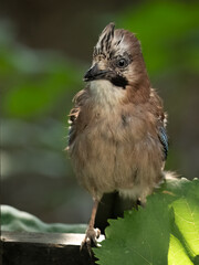 Juvenile Eurasian jay perched on a fence in the garden