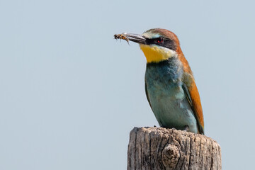 European bee-eater perched on a fence wooden pole holding a bee in his beak