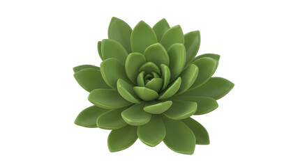 Isolated green succulent plant growing for decoration or in garden, nature, organic element