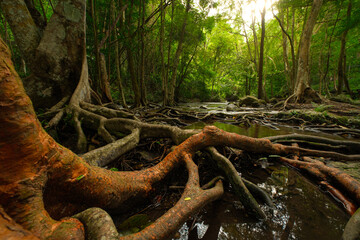 A large tree with many roots is in a forest 𝙆𝙝𝙡𝙤𝙣𝙜 𝙇𝙖𝙣 waterfall , 𝙆𝙖𝙢𝙥𝙝𝙖𝙚𝙣𝙜 𝙋𝙝𝙚𝙩