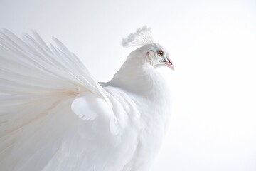 Fototapeta premium Pristine White Peacock in Studio Lighting