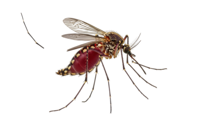 Isolated mosquito full of blood, ready to bite, causing diseases like malaria or dengue fever