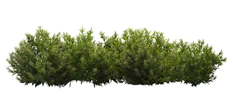 3d render of Night blooming jasmine, an evergreen woody shrub,, , isolated over transparent background, PNG cut-out	