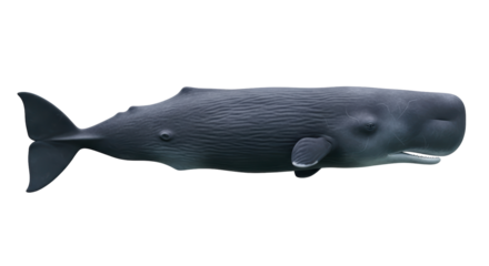Isolated sperm whale, realistic sea animal, aquatic mammal marine life representation