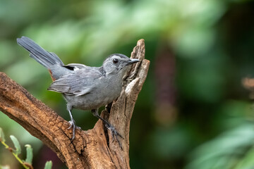A gray catbird perched on a tree stump