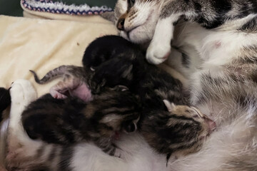Cute and adorable newborn kitten sleeping on another cat. Beautiful domestic baby felines. Little feline cats babies. cat mother.