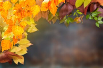 Autumn background with leaves and blured backdrop