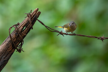 An American redstart perched on a wire