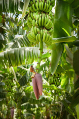 Banana plantation. Big flower of banana with bananas. Shallow depth of field