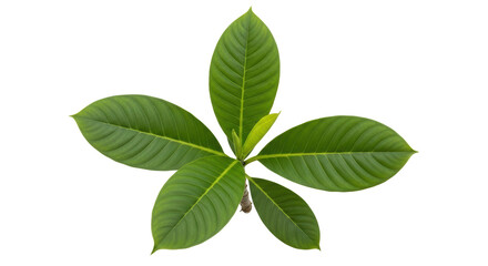 Isolated green leaf cluster of plumeria plant on a solid studio backdrop, beauty in nature