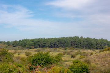 Summer landscape, The pine forest with green leaves under blue sky, Zuid-Kennemerland National Park between Bloemendaal and the Dutch North Sea, Located in the province of North Holland, Netherlands.