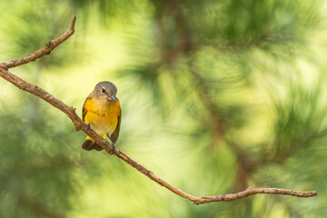 A redstart bird perched on a tree branch
