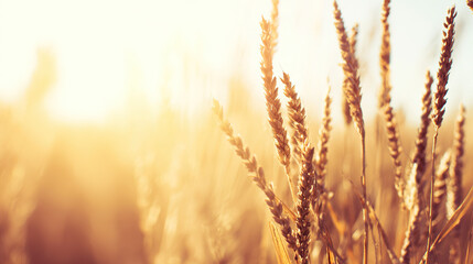 The autumn harvest at sunset