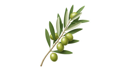 Isolated branch of olive tree with green fruits for Mediterranean cuisine, healthy eating