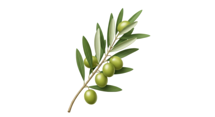 Isolated branch of olive tree with green fruits for Mediterranean cuisine, healthy eating