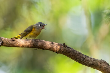 A redstart bird perched on a tree branch