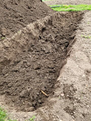 A gardener digs a deep hole with a spade. The soil is mixed with green parts of peas as fertilizer for planting a plant such as asparagus or chard.