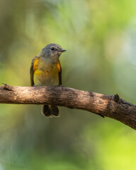 A redstart bird perched on a tree branch