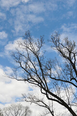 Leafless tree branches against bright blue sky with white fluffy clouds landscape.Winter sky, nature, beautiful weather ,natural environment. 